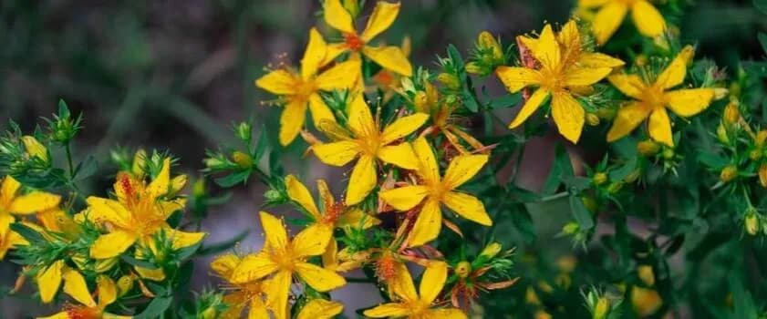 Jakie suplementy przy depresji mogą naprawdę pomóc w walce z objawami?