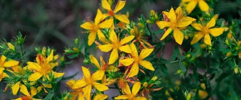 Jakie suplementy na stres mogą naprawdę pomóc w codziennym życiu